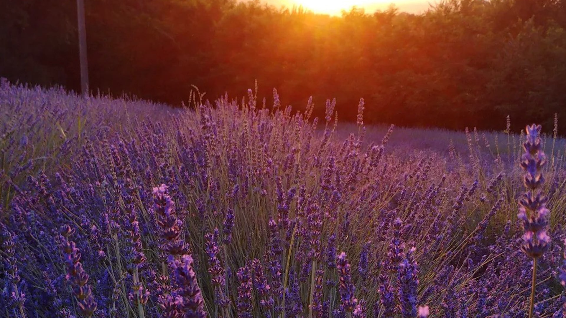 Passeggiata-sensoriale-lavanda-Giove-Terni