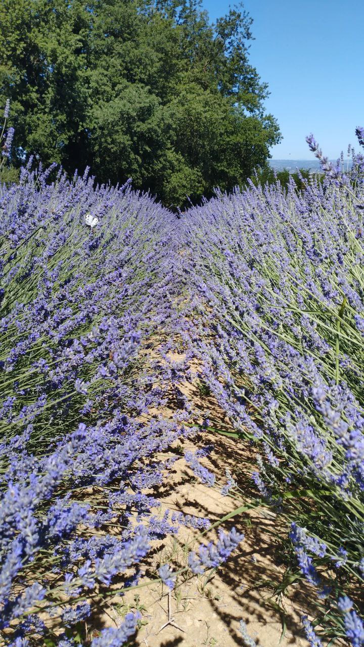 photo_5789748917716503531_y Passeggiata-sensoriale-lavanda-Giove-Terni