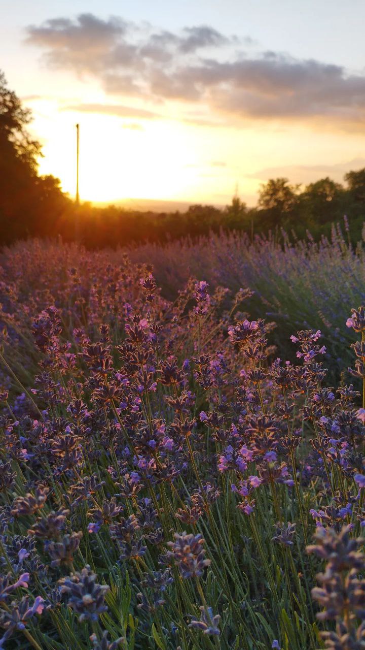 photo_5789748917716503536_y Passeggiata sensoriale lavanda Giove Terni