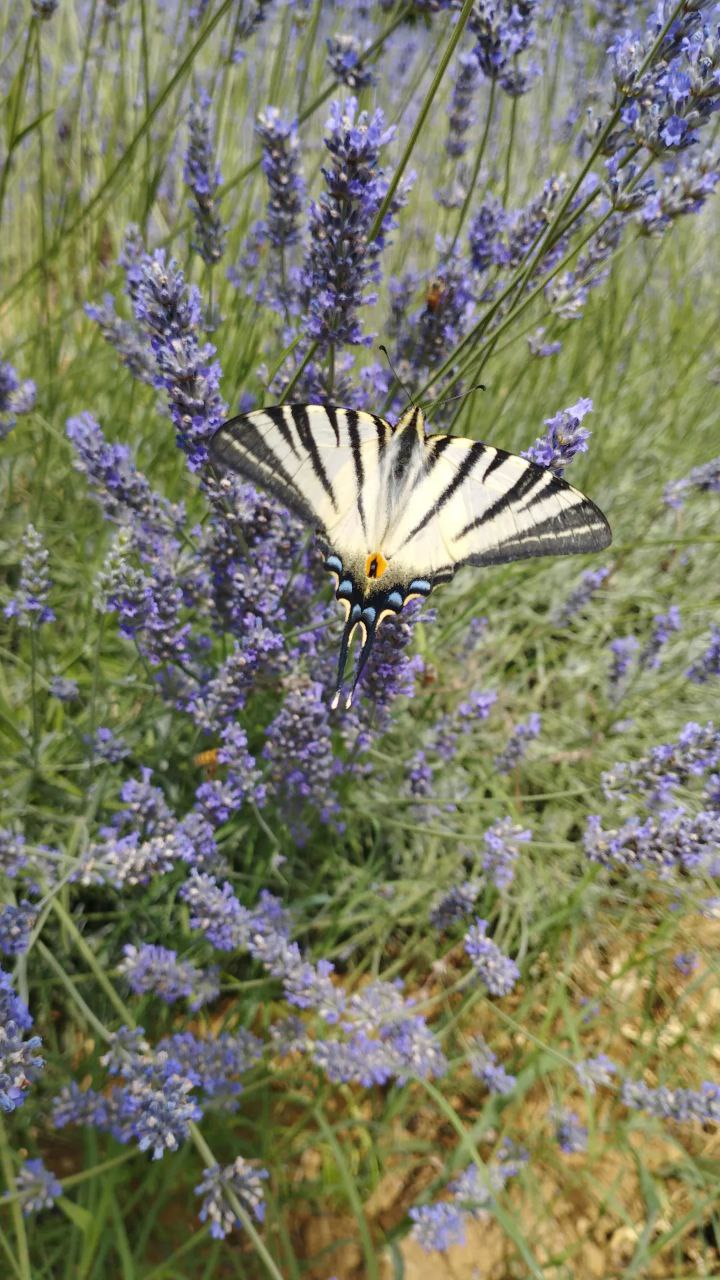 photo_5789748917716503542_y Il casale della lavanda fine febbraio 2024