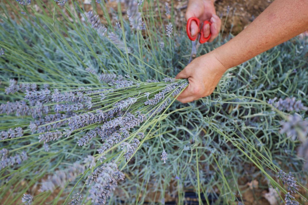 Prodotti alla lavanda