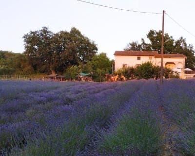 photo_5792000717530188166_x Il casale della lavanda Giove Terni