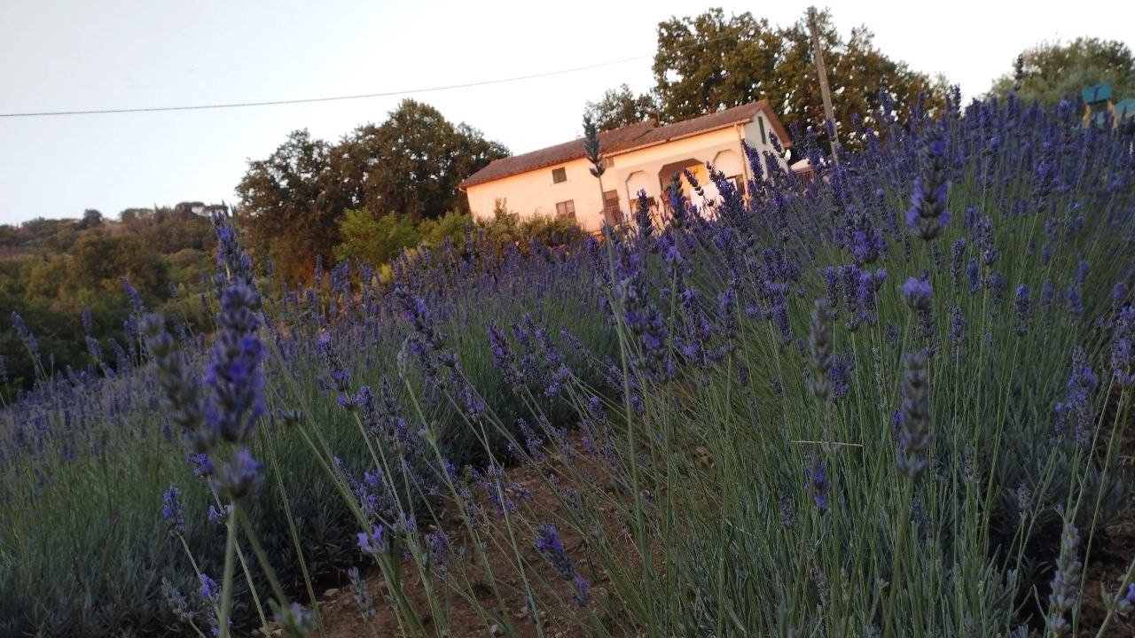 Passeggiata sensoriale lavanda Giove Terni