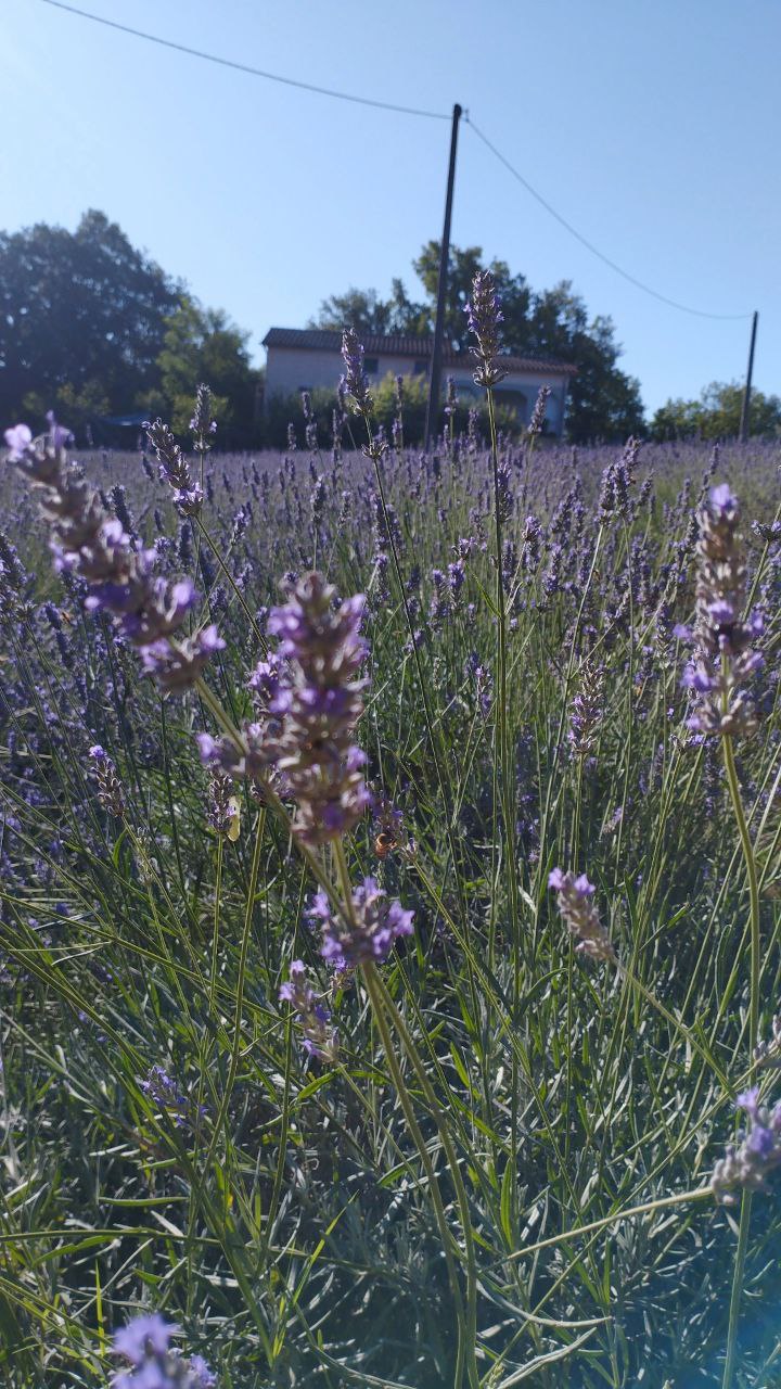 Il casale della lavanda Giove Terni